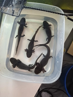 Axolotl Adult Wildfarben