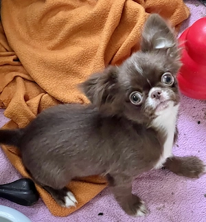 2 zuckersüße Chihuahua Rüden blau und Schoko 