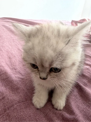 Zwei babay Katzen zum verkaufen