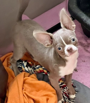 2 zuckersüße Chihuahua Rüden Lilac  und Schoko 