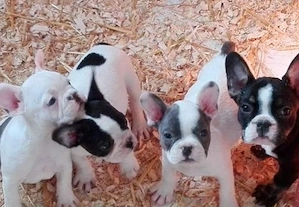Französische Bulldoggenwelpen 