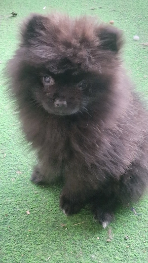 Letzte Pomeranian Bärchen 