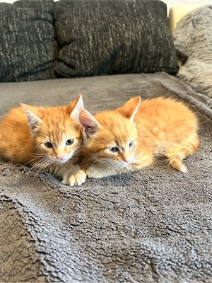 3 XL Main-Coon-Mix Kitten würden noch ein neues Zuhause suchen!