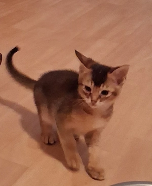 Junge Katzenbabys zur Abgabe