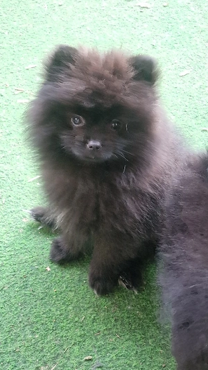 Letzte Pomeranian Bärchen 