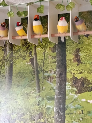 Vögel Prachtfinken 