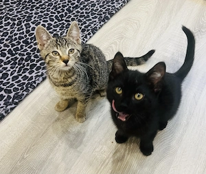 Katzenbabys 