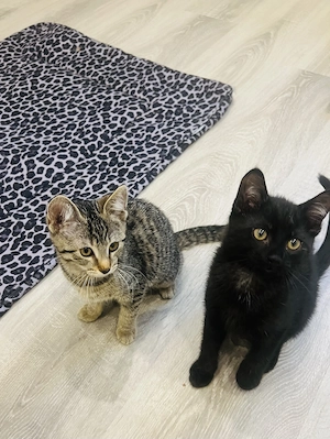 Katzenbabys 