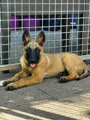 Belgischer Schäferhund Varietät Laekenois