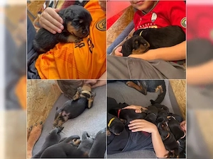 Rottweiler Welpen Reinrassige VHD ADRK  Abgabebereit (WhatsApp: 015216112771)
