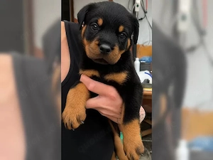 Rottweiler Welpen Reinrassige VHD ADRK  Abgabebereit