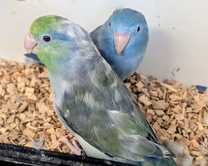 Junge Blaugenick-Sperlingspapageien