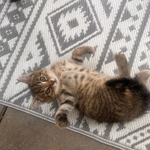 Baby katzen 