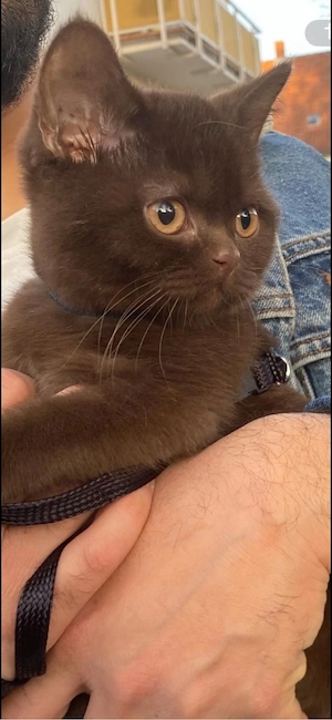 Bkh kitten chocolate 