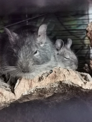 2 Degu Männchen suchen ein neues Zuhause 