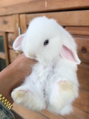 zwergkaninchen  minilop Babys