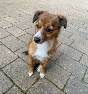 Chihuahua-Mix-Hündin