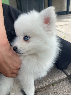 Pomsky Welpen