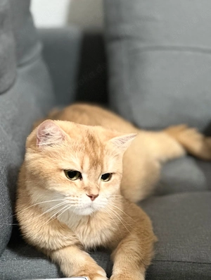 Britisch Kurzhaar BKH Katze Golden Shell abzugeben