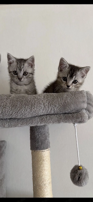 Britisch Kurzhaar Katzen zu verkaufen
