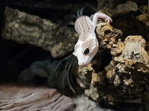 Leopardgecko 1.0 Super Galaxy Pied het. Tremper Albino 