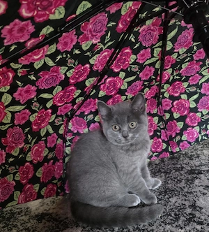 Süßes BKH Katzenmädchen sucht ein liebevolles Zuhause