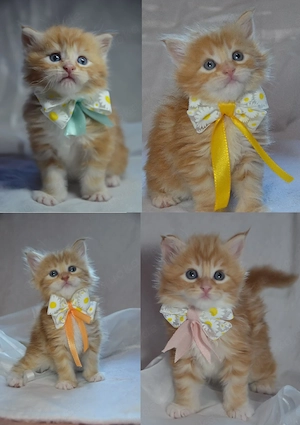 Maine coon kitten 