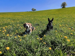 Beagle und Pinscher Mix Hündin 