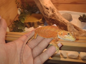 Bartergamen Wunderschön Hypo Orange Rot soooo schön 