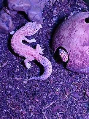 Leopardgeckos zu Verkaufen mehrere Weibchen und 1 Männchen ab 20 Euro .  