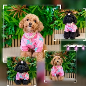 Maltipoo Welpen