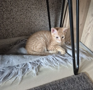 baby Kater 