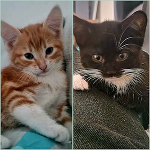 Katzenbabys in liebevolle Hände abzugeben