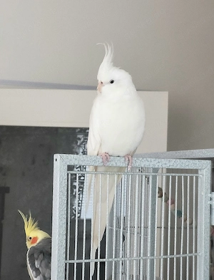 Nymphensittich Pärchen sucht liebevolles Zuhause   