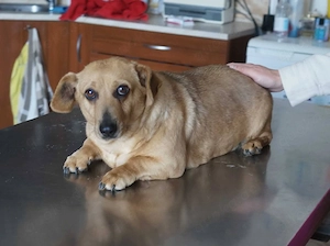 Morzsika Omi sucht neues zuhause     