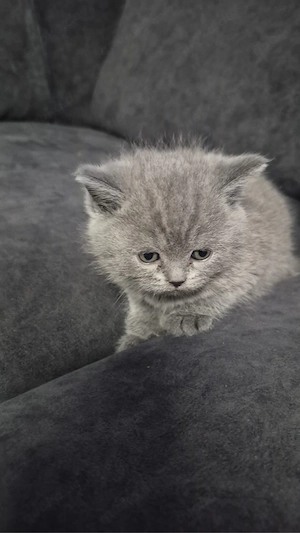 Süße Baby-Katzen abzugeben     