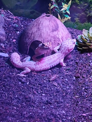 Leopardgeckos zu Verkaufen mehrere Weibchen und 1 Männchen ab 20 Euro .  