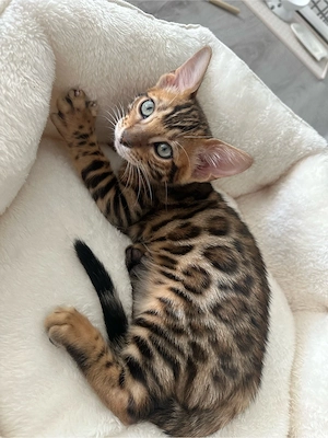 Bengalkatse