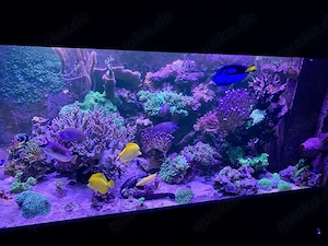 Verschenke Meerwasseraquarium 