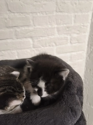 Süsse Kätzchen in gute Hände abzugeben 