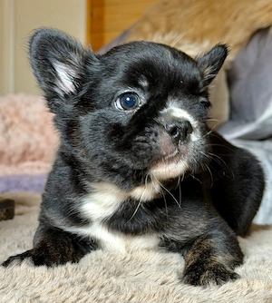Premium Französische Bulldoggen Welpen aus promovierter Zucht 