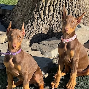 Dobermann Welpen abzugeben 