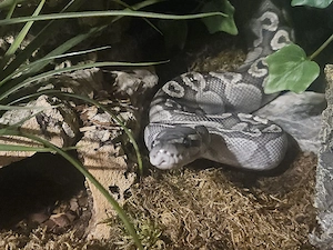 GHI hypo 2021