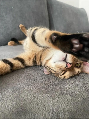 Traumhafter Bengal-Kater (5 J., kastriert) sucht aktives Kuschel-Zuhause