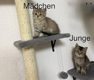 Bkh kitten