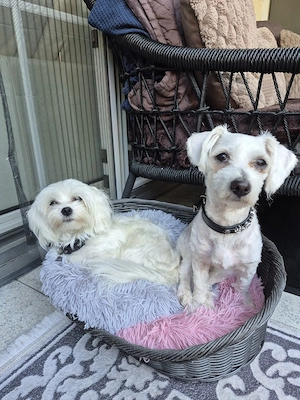 Hunde Betreuung gesucht KEIN VERKAUF!!!