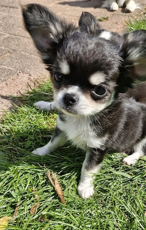Kleiner Typvoller Chihuahua Langhaar Rüde mit Ahnentafel 