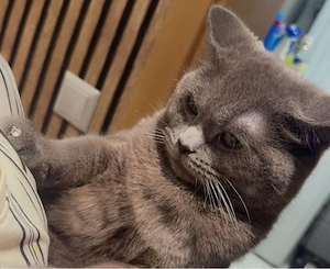 BKH kater 