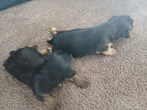 Zwei süße Yorkshire Terrier Welpen   Rüden (Standard) i   