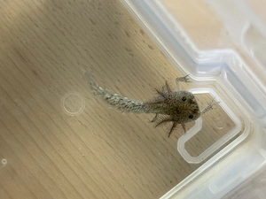 zwei Axolotl Nachzuchten (10cm) inkl. Futter in liebevolle Hände abzugeben 